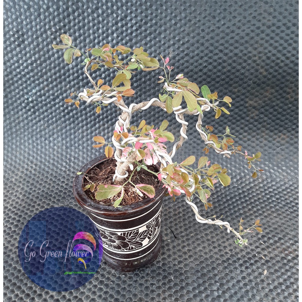 Jual BAHAN BONSAI ASEM LONDO - asam belanda (Pithecellobium dulce ...
