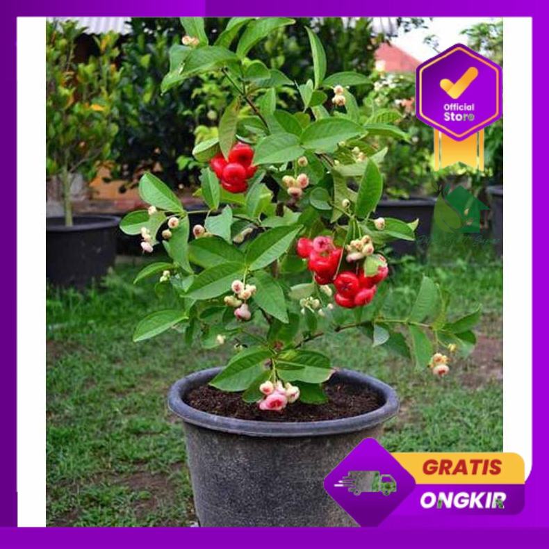 Jual Bibit tanaman pohon buah jambu air kancing merah super okulasi ...