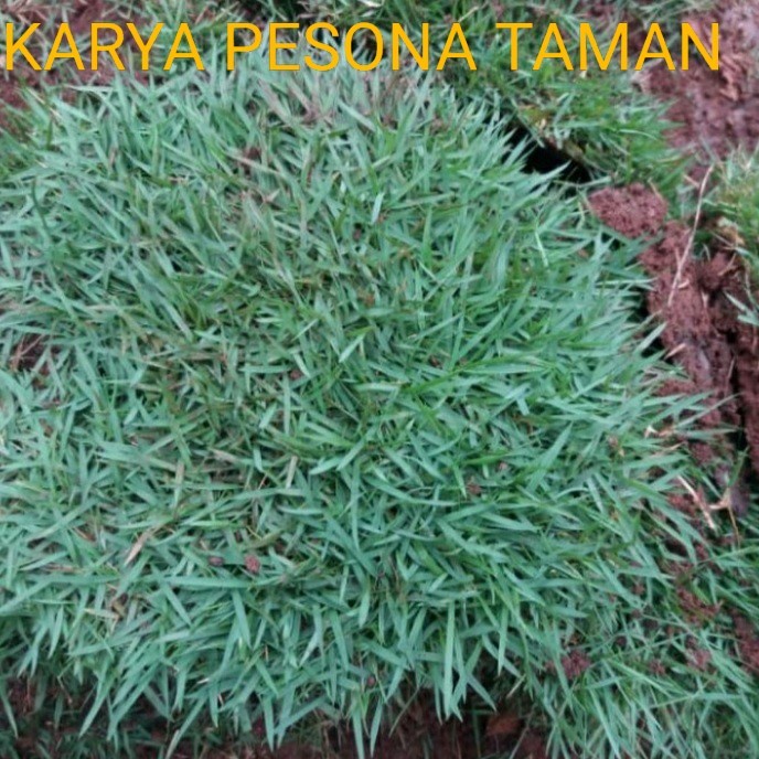 Jual rumput jepang /rumput peking 1 meter | Shopee Indonesia