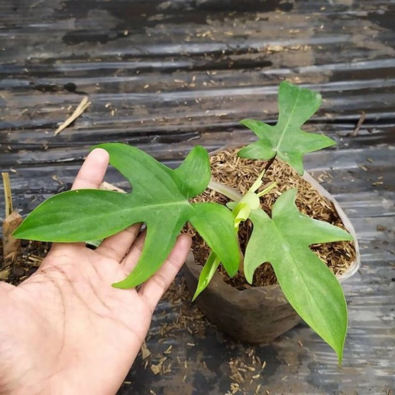 Jual ( BISA COD ) Philodendroon Merpati - Tanaman Hias Philo Merpati ...