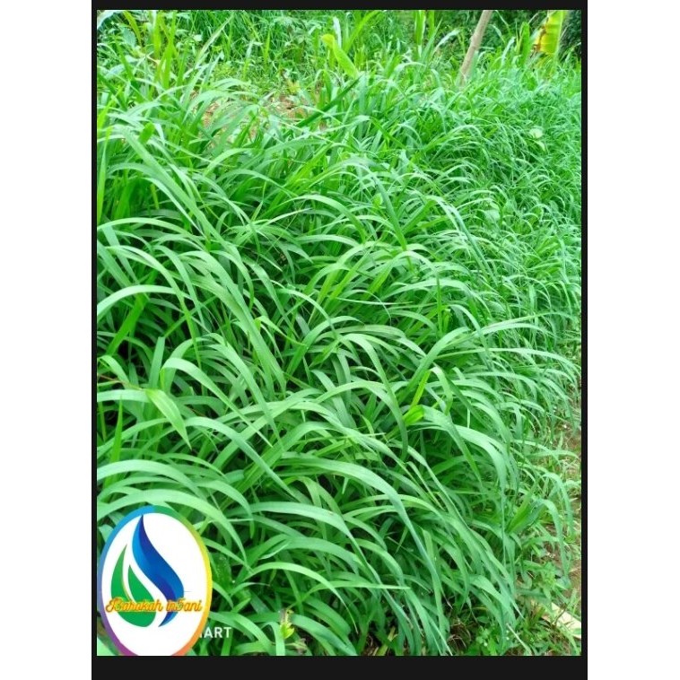 Jual 10 KG ,BIBIT RUMPUT SATRIA/SATARIA ,,solusi pakan hewan ternak ...