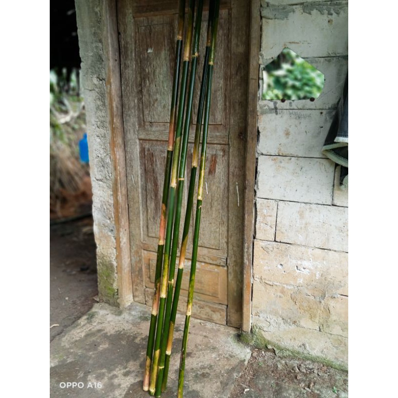 Jual Tiang Bendera Bambu Apus Dan Buluh Tinggi 2m | Shopee Indonesia