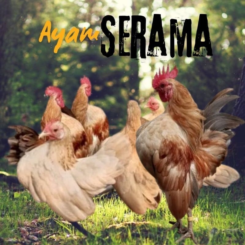 Jual telur ayam Serama kontes bisa untuk di tetaskan | Shopee Indonesia