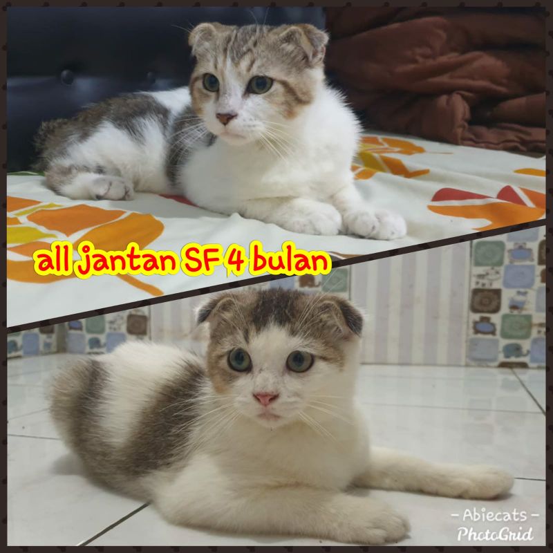 Jual SCOTTISH FOLD SF KUCING SF KUCING SCOTTISH BSH PERSIA BENGAL