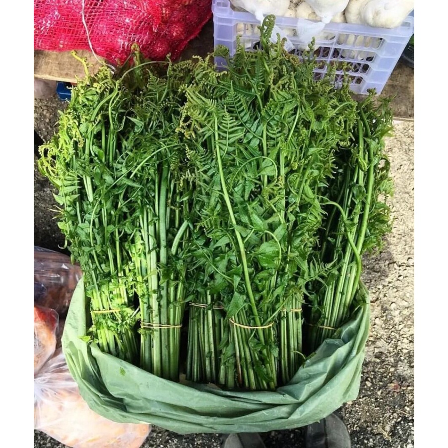 Jual Pakis sayur segar MURAH sayur pakis | Shopee Indonesia