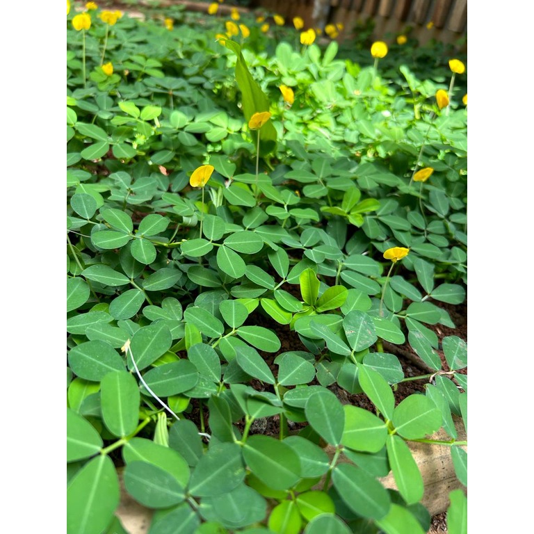 Jual Stek tanaman landep tanaman kacang-kacangan arachis pintoi paket ...