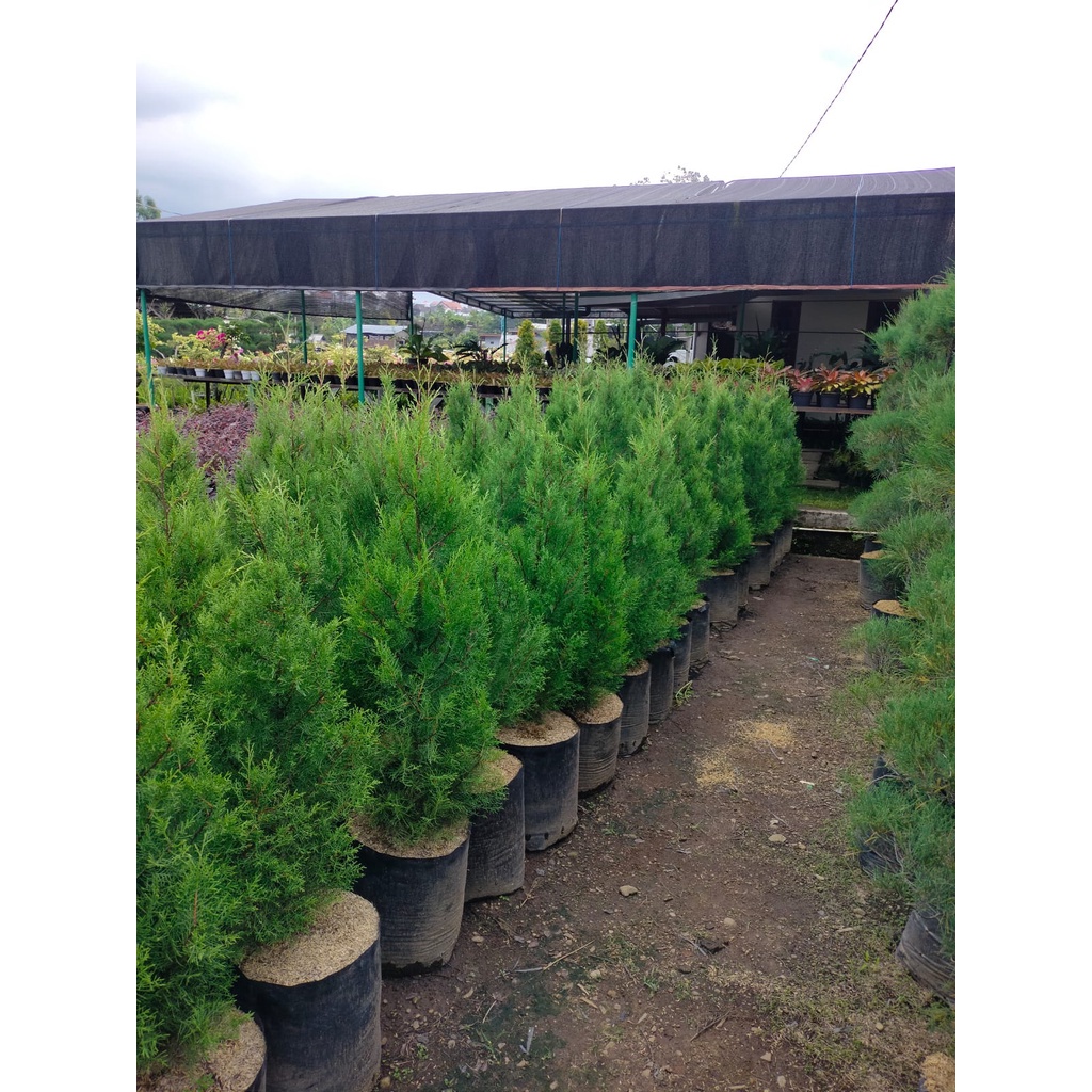 Jual CEMARA RENTES 1 METER - Tanaman Hias Hidup Cemara Rentes Wangi ...