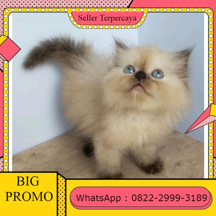 Jual KUCING (RAS PERSIA HIMALAYA) KITTEN PERSIA MEDIUM ANGGORA HIMALAYA