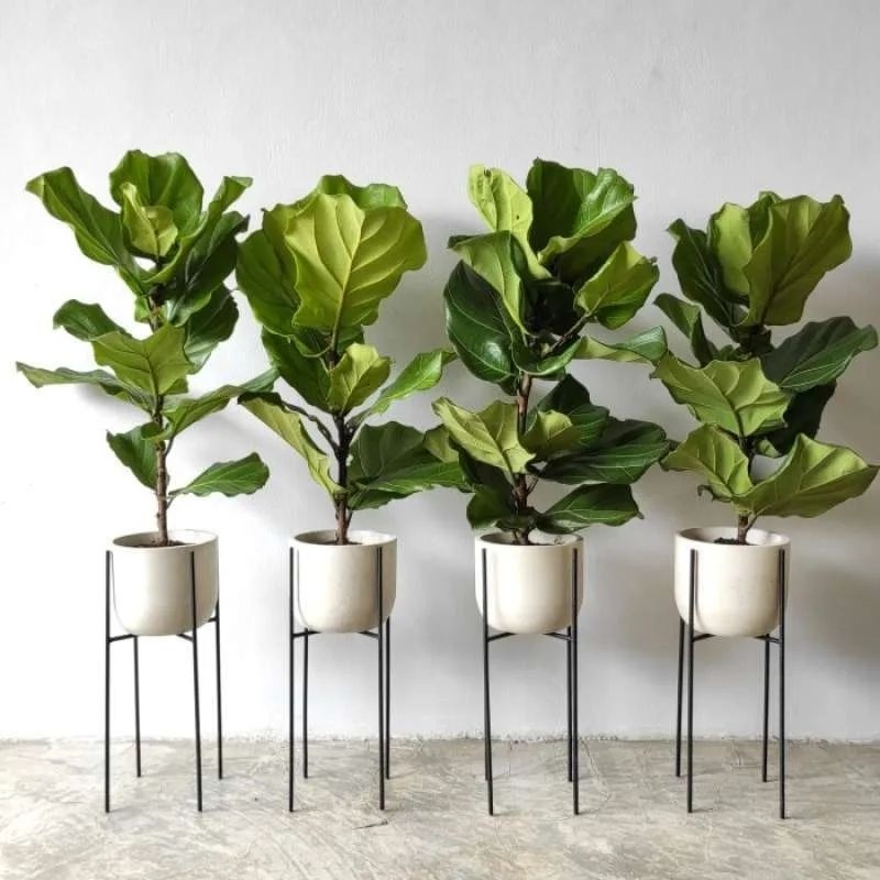 Jual Tanaman Hias Ketapang Biola Cantik Besar M Bibit Tanaman Hias Indoor Fiddle Leaf Fig