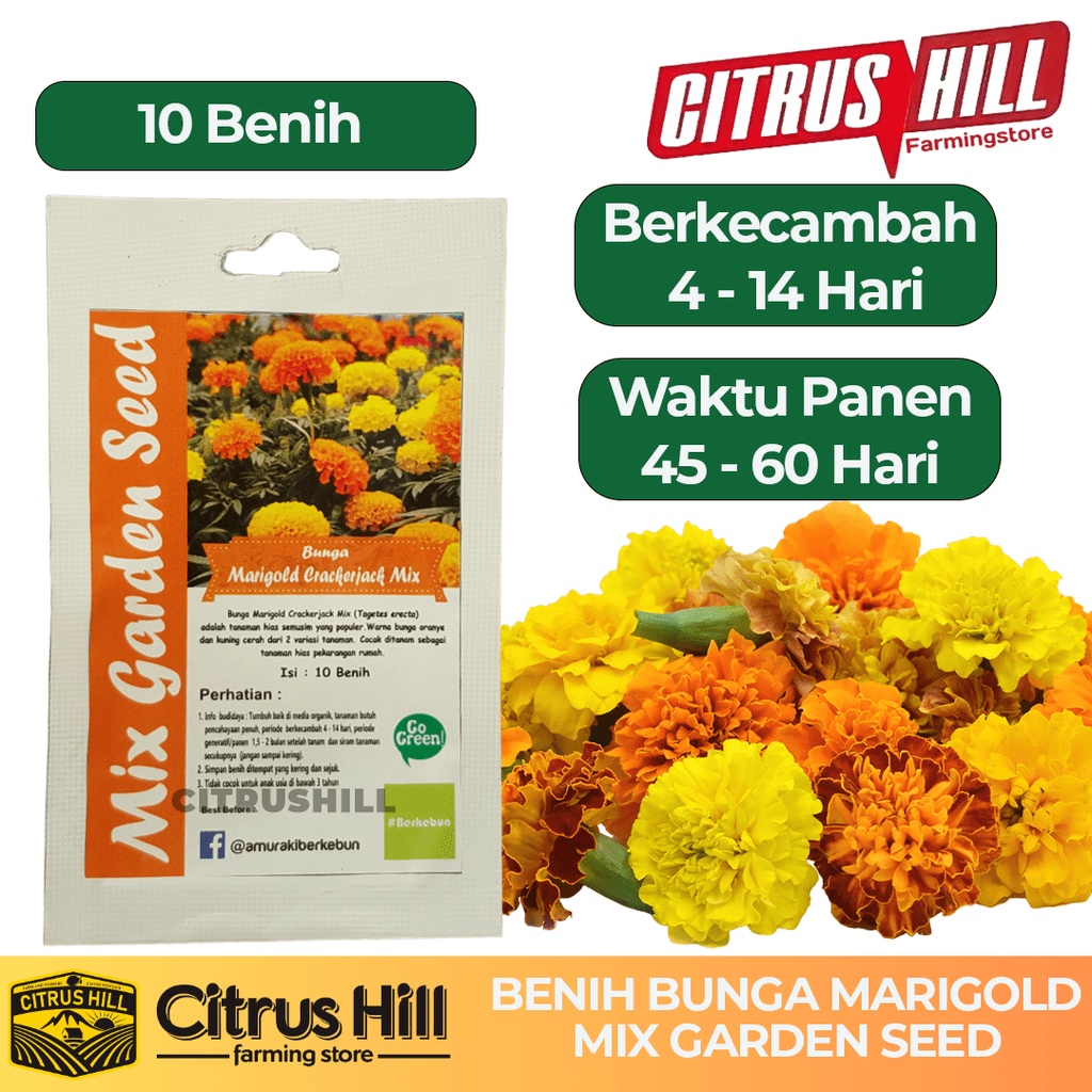Jual Benih Bunga Marigold Crackerjack Mix Mix Garden Seed 10 Benih Shopee Indonesia