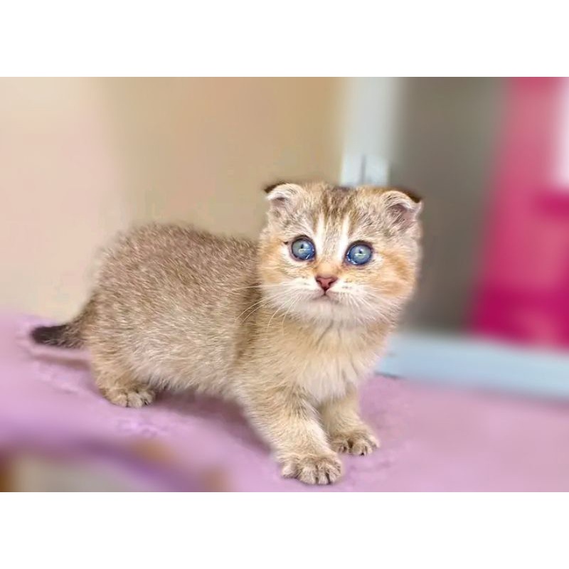 Jual (RAS BRITISH BSH SCOOTISH FOLD) KUCING KITTEN PERSIA MEDIUM