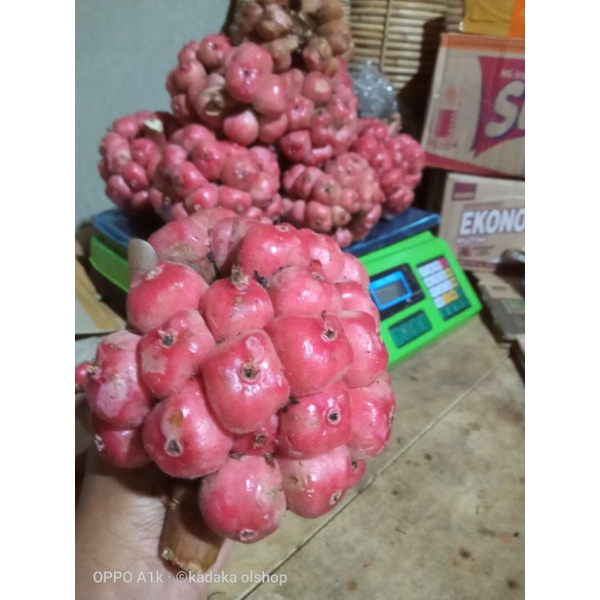Jual Promo 1kg asam cekala / asam cikala / asam patikala / buah ...