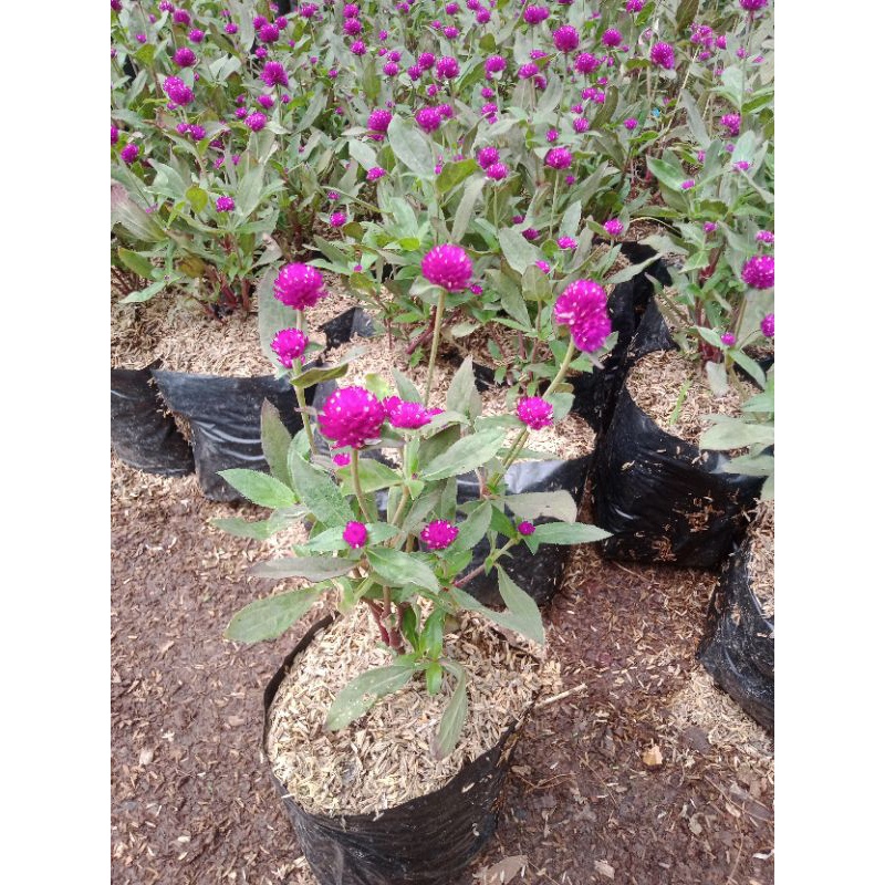 Jual tanaman bunga kancing - tanaman - pohon | Shopee Indonesia