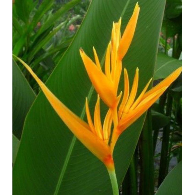 Jual Heliconia Golden Tanaman Bunga Heliconia Yellow Kuning Shopee Indonesia