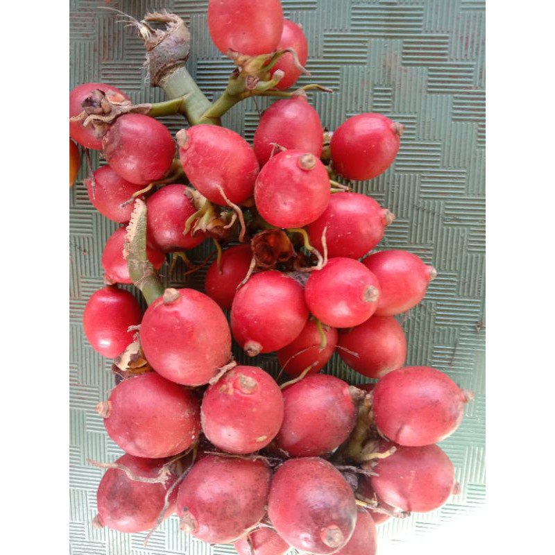 Jual pinang merah segar terbaik | Shopee Indonesia