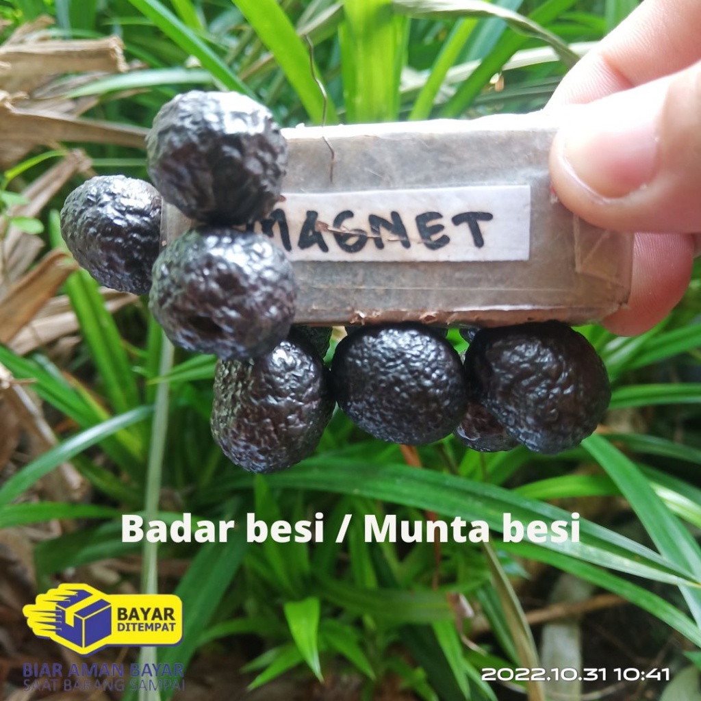 Jual Batu Badar Besi Munta besi Nempel magnet alami | Shopee Indonesia