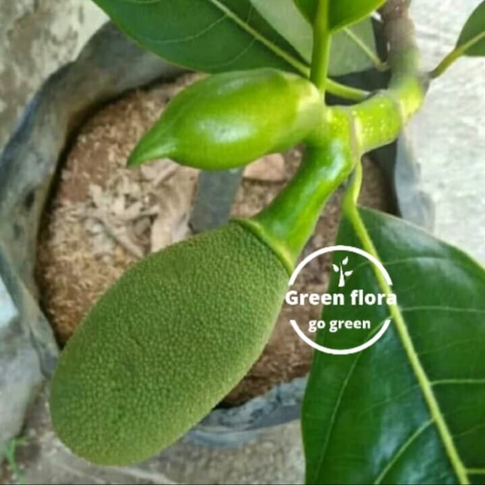 Jual Pohon Nangka Mini Sudah Berbuah Bibit Pohon Nangka Mini Nangka Kuning Shopee Indonesia