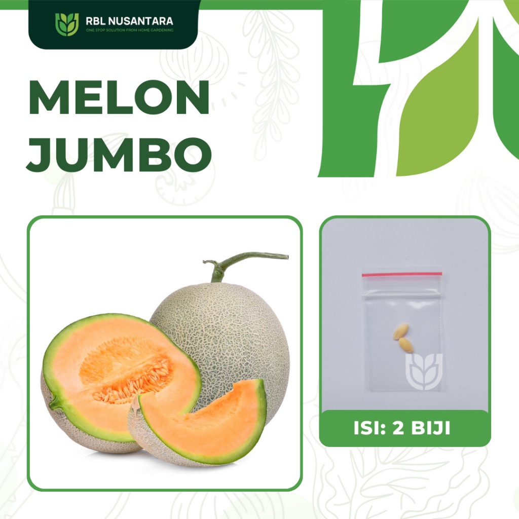 Jual 2 Benih Melon Jumbo F1 Hibrida Bibit Buah Melon Golden | Shopee ...