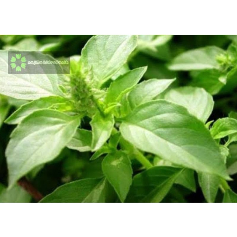 Jual 100 Butir Benih Kemangi Tidore Repacking (Garuda Seed) | Shopee ...