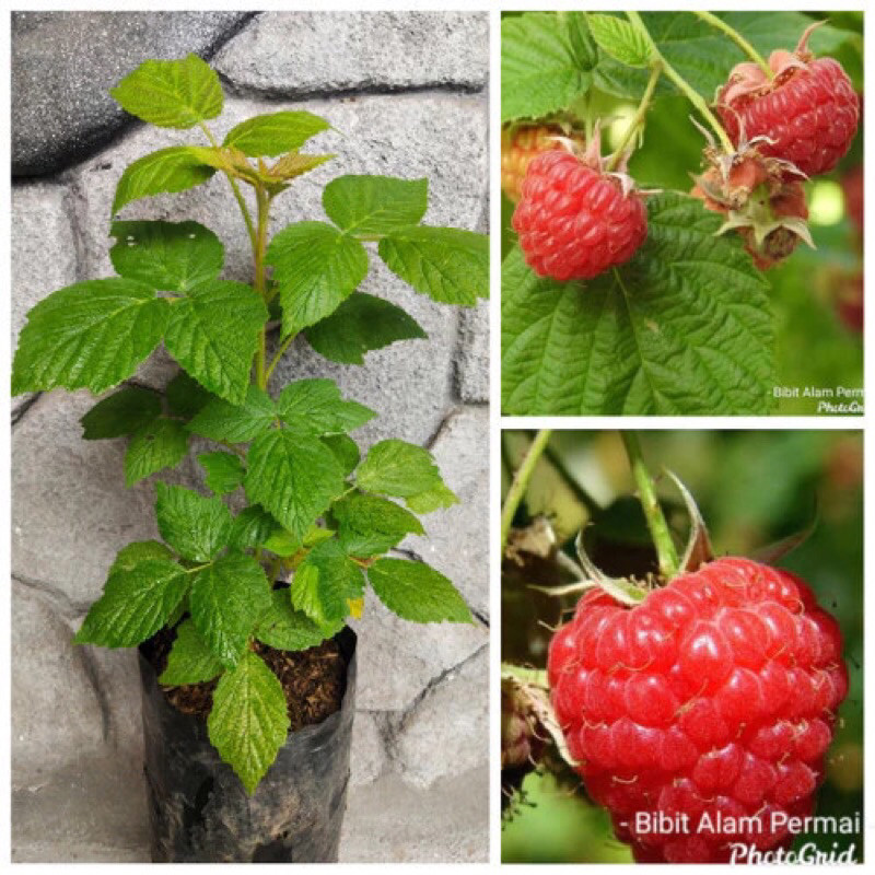 Jual Bibit Tanaman Buah Raspberry Merah / Rasberry| Buah Segar, Manis ...
