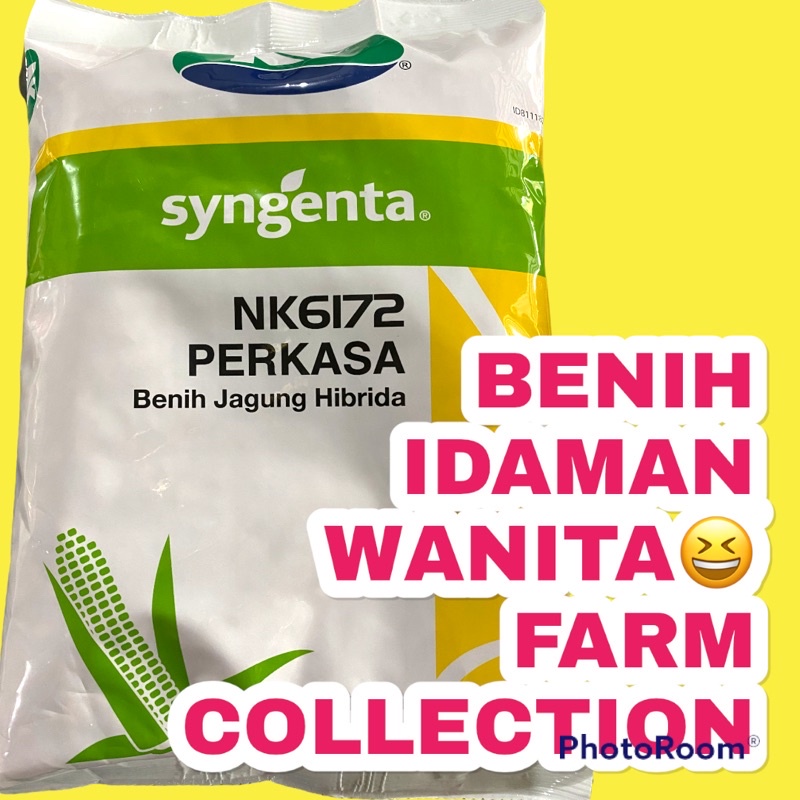 Jual SS112 Benih Jagung Hibrida NK 6172 PERKASA 1 Kg EXP. SEPT 2024 ...