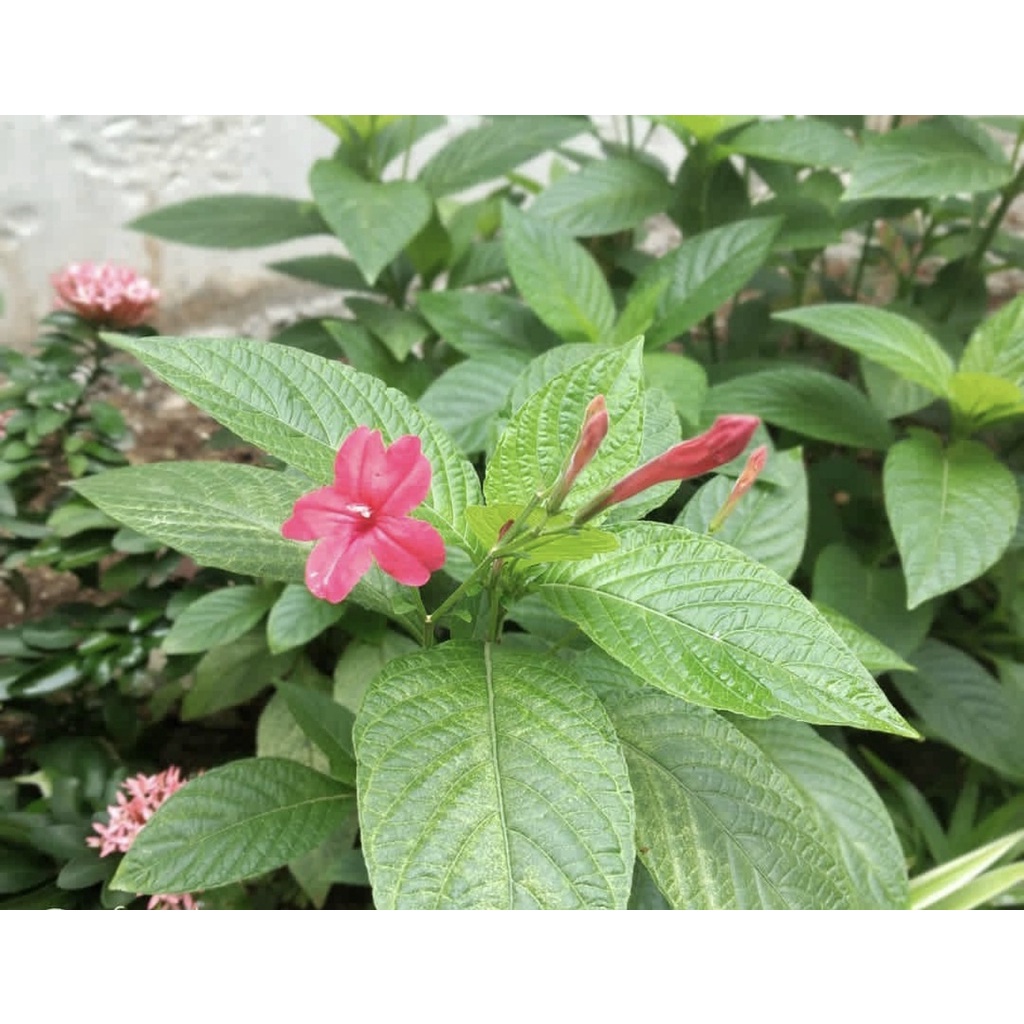 Jual Tanaman Hias Ruellia Variegata (Ruellia simplex.) | Shopee Indonesia