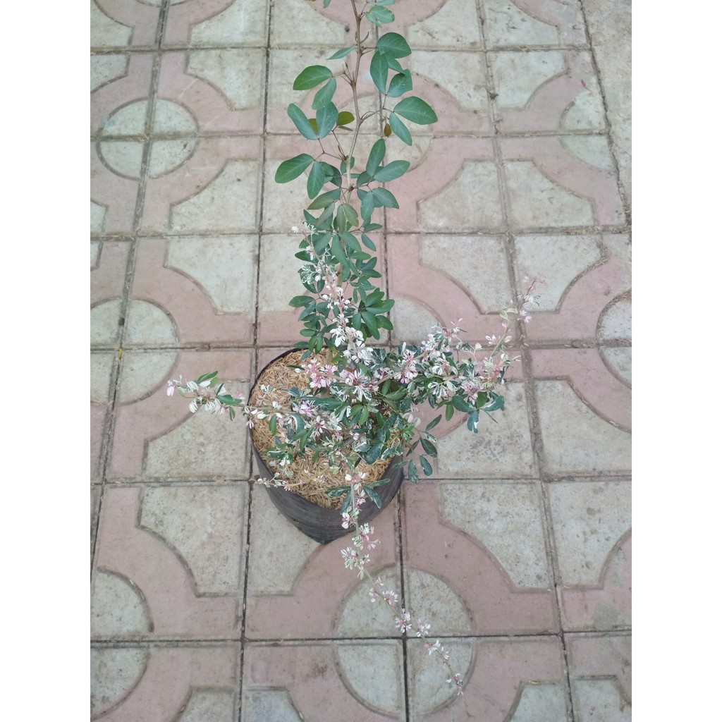 Jual BAHAN BONSAI ASEM LONDO - asam belanda (Pithecellobium dulce ...