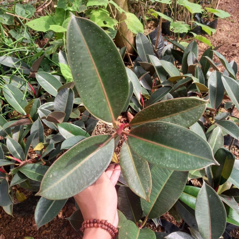 Jual TANAMAN RUBBERT PLANT (karet kebo hijau) | Shopee Indonesia