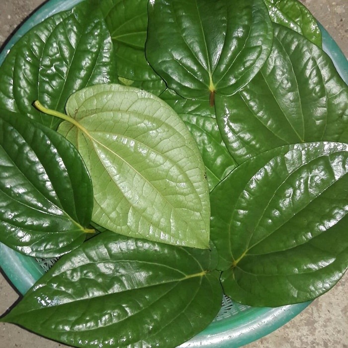 Jual Daun sirih hijau Segar 500 gram fresh Sagara Alam | Shopee Indonesia