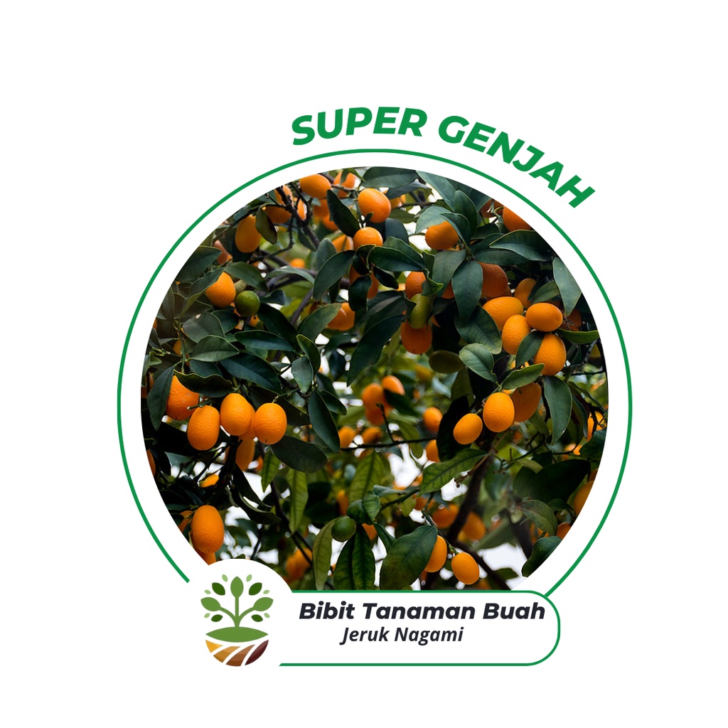 Jual Bibit Jeruk Nagami Tanaman Buah Shopee Indonesia