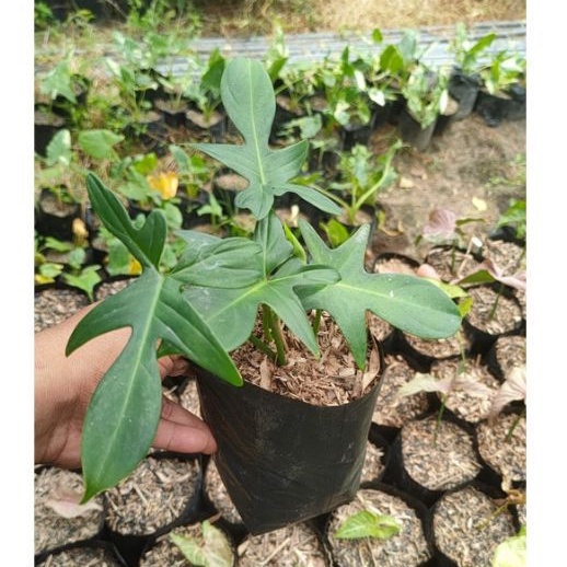 Jual ( BISA COD ) Philodendroon Merpati - Tanaman Hias Philo Merpati ...