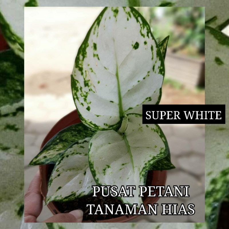 Jual Tanaman Hias Aglonema Super White Bibit Bonggol Shopee Indonesia