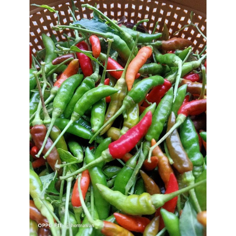 Jual Cabe Rawit/cabe gunung, | Shopee Indonesia