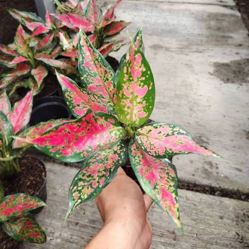 Jual Promo Aglonema ruby garuda batik / daun rimbun tanaman hia hidup ...