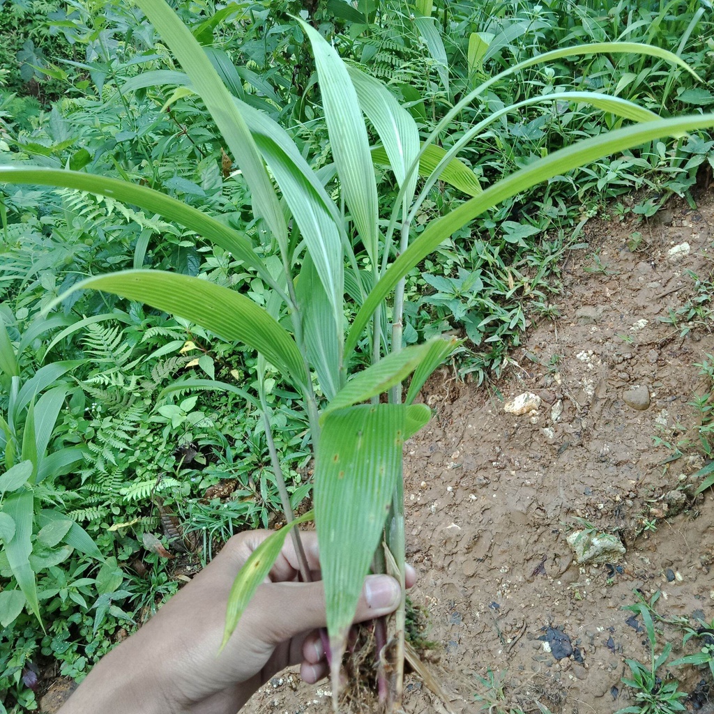 Jual Bibit tanaman setaria pamifolia/demplot/congkok 1 kg pakan hewan ...