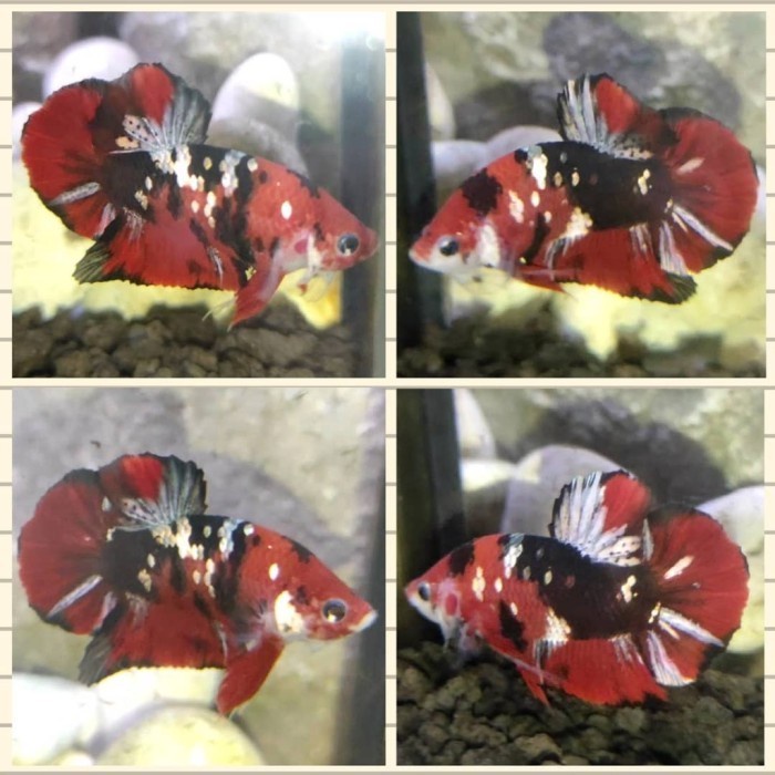 Jual singletank cupang hias plakat red koi galaxy gold copper cooper ...