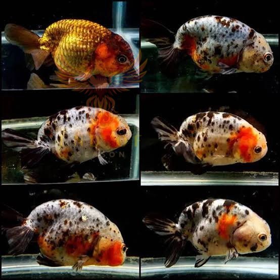 Jual Kebutuhan aquarium IKAN HIAS RANCU RANCHU CALICO / IKAN MAS KOKI ...