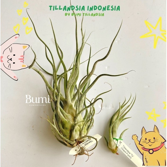 チランジア ty x Showtime チランジア ty x Showtime