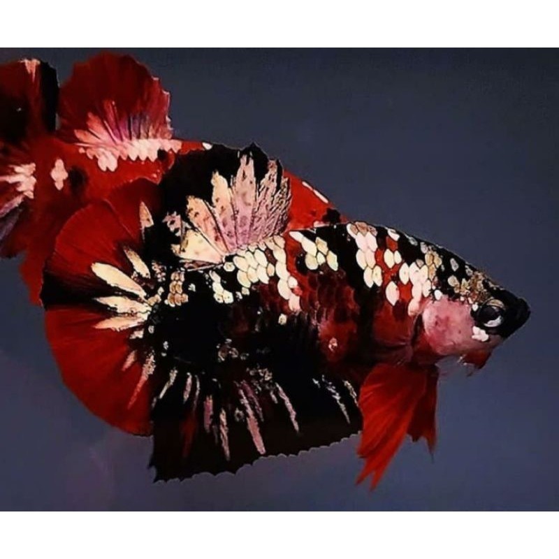 Pair Red Koi Cooper Line Indonesia