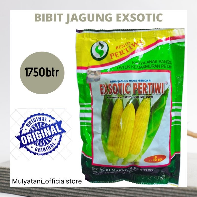 Jual QK19OP Benih Bibit Jagung Manis Exsotic Pertiwi 1750 Butir Biji ...