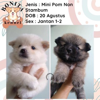 Harga mini 2024 pomeranian teacup