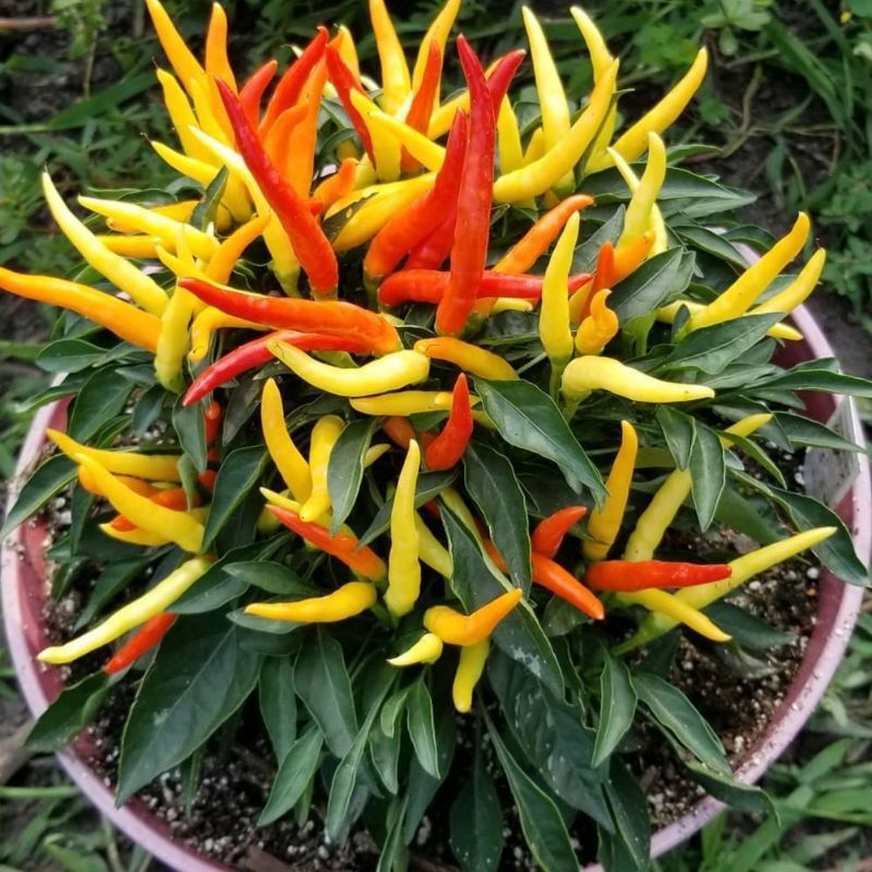 Jual 5 Biji - Benih Cabe RED MEDUSA | Shopee Indonesia