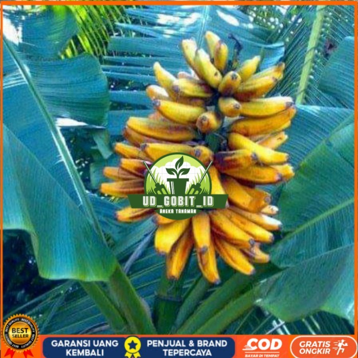 Jual BIBIT PISANG TONGKAT LANGIT/ SONGGO LANGIT TANAMAN BUAH PISANG ...