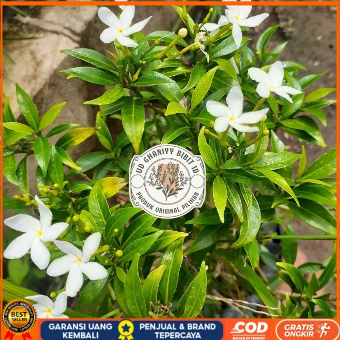 Jual TANAMAN HIAS BUNGA ROMBUSA/ BUNGA SERIBU BINTANG RIMBUN Bibit ...