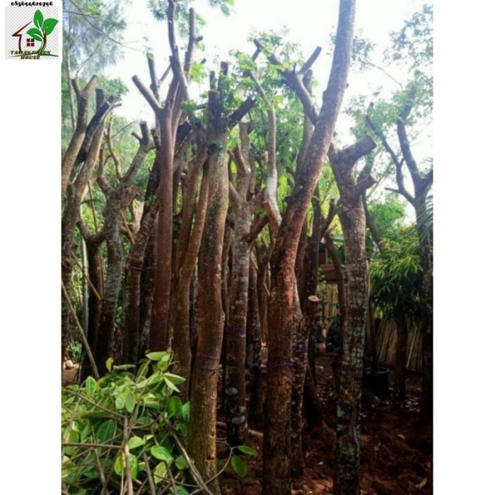 Jual pohon trembesi tinggi 3 4 meter | Shopee Indonesia