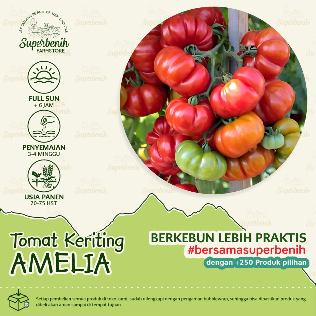 Jual 25 biji - Benih Tomat Keriting AMELIA, tomat lokal ranti untuk ...