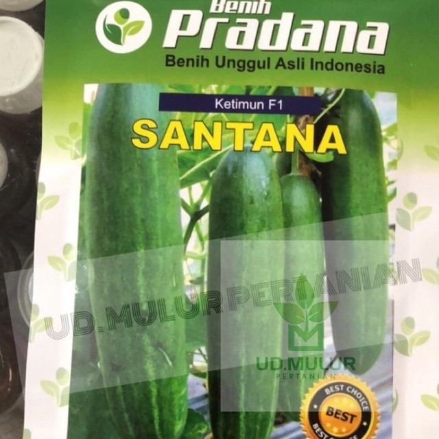 Jual Benih Ketimun F1 SANTANA 20gr | Shopee Indonesia