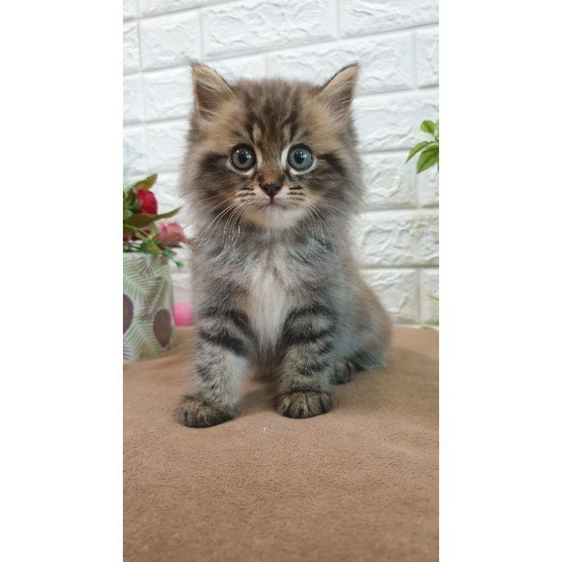 Jual kucing persia marbel | Shopee Indonesia
