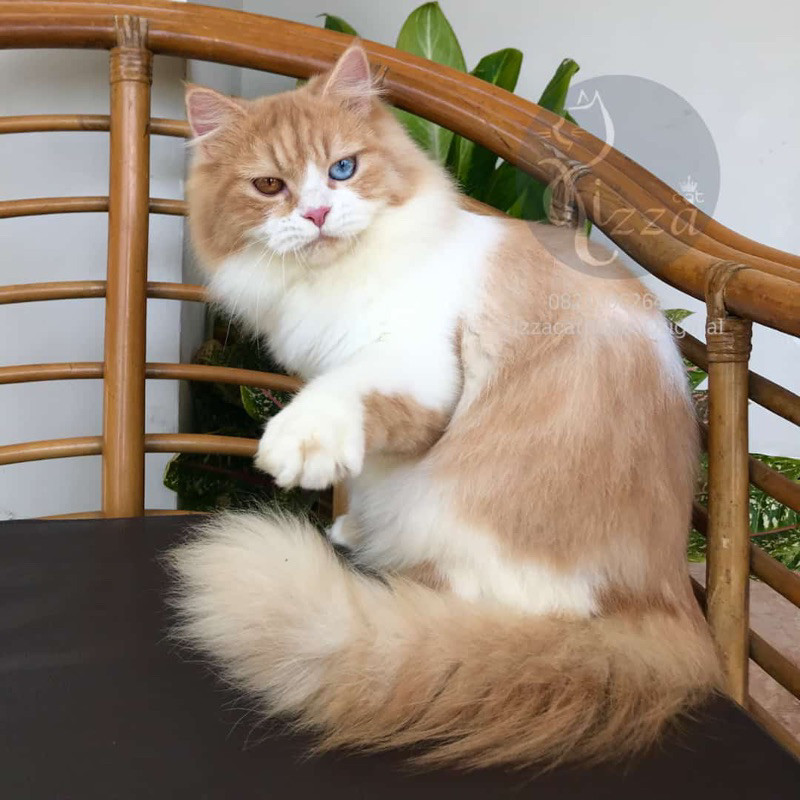 Jual makanan kucing Ras Norwegian Forest cat /NF ,ODD EYES warna langka ...