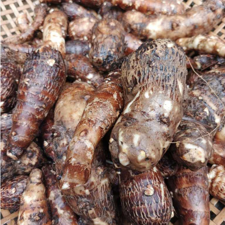 Jual UMBI TALEUS PULEN 1KG | Shopee Indonesia